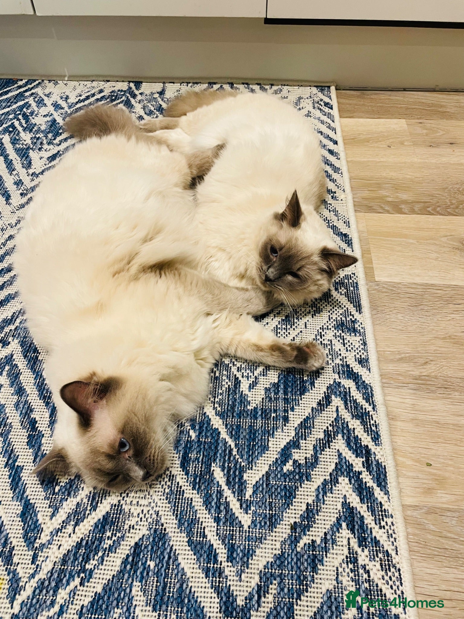 Ragdoll cats Beautiful Bonded Pair of Ragdoll Cats for Sale - Advert 2