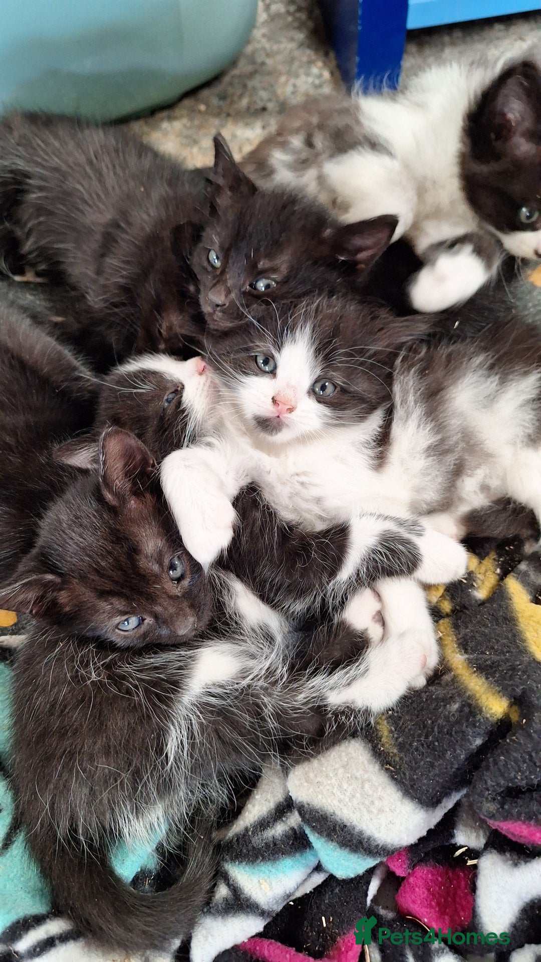 Mixed Breed cats for sale: STUNNING KITTENS  - Image 2