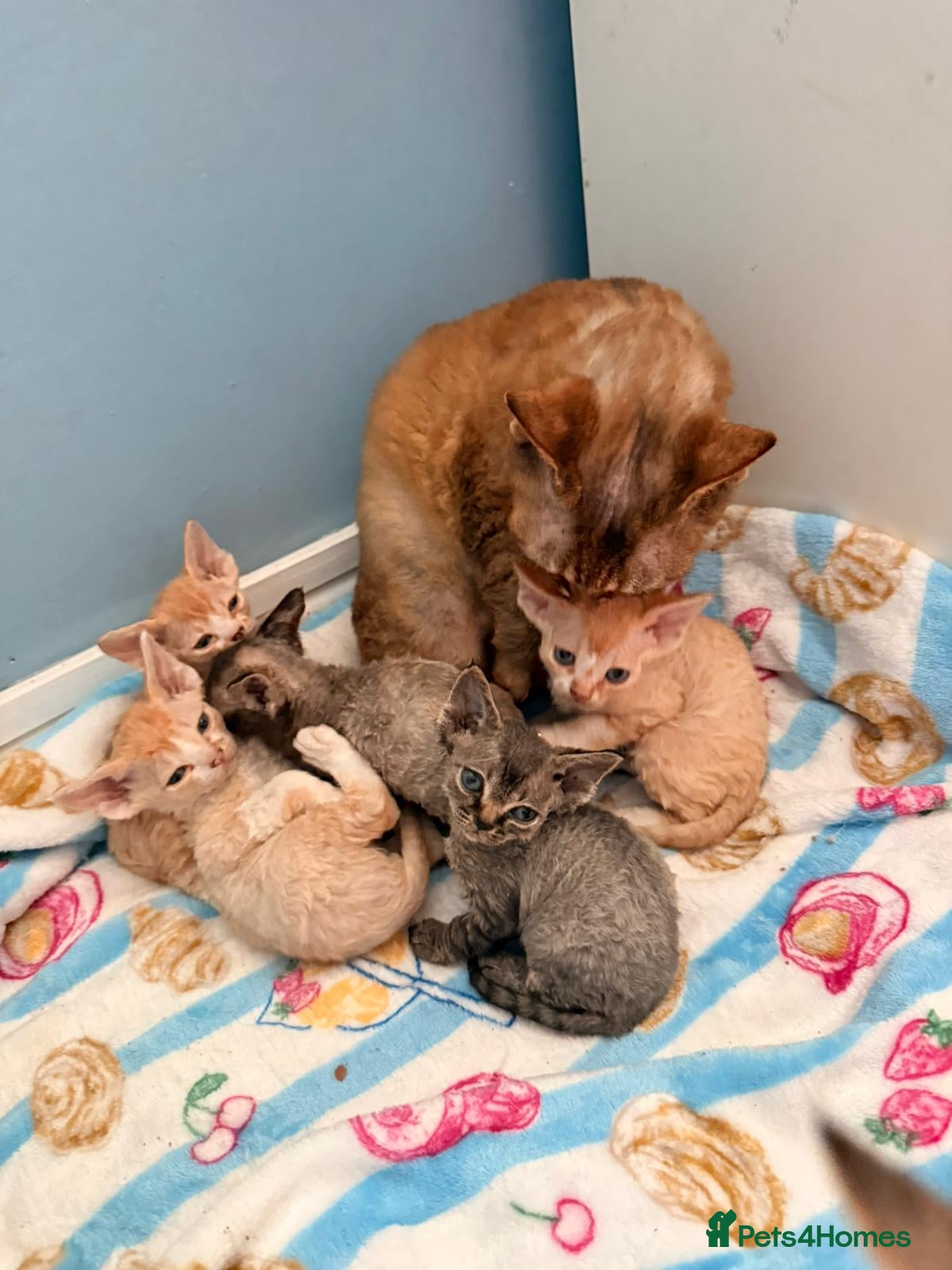 Devon Rex cats Stunning male Devon Pet or GCCF active considered - Advert 2