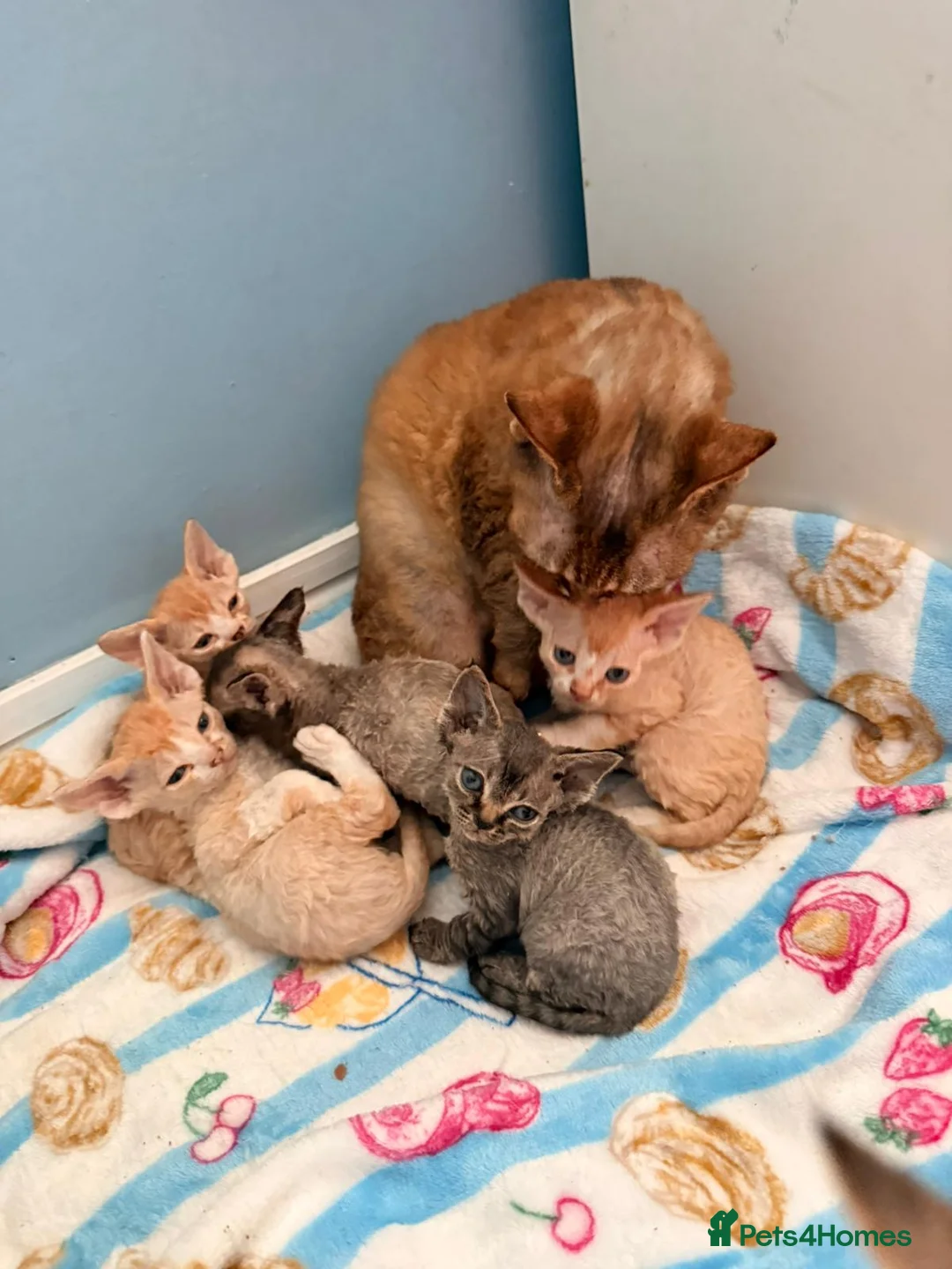 Devon Rex cats for sale: Stunning male Devon Pet or GCCF active considered - Advert 2