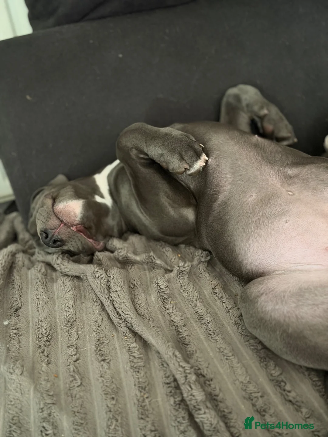 Cane Corso dogs for sale: Cane corso Puppy in Newbury - Advert 2