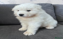 Samoyed dogs for sale: Samoyed puppies - gorgeous white bundle of joy! - Advert 12