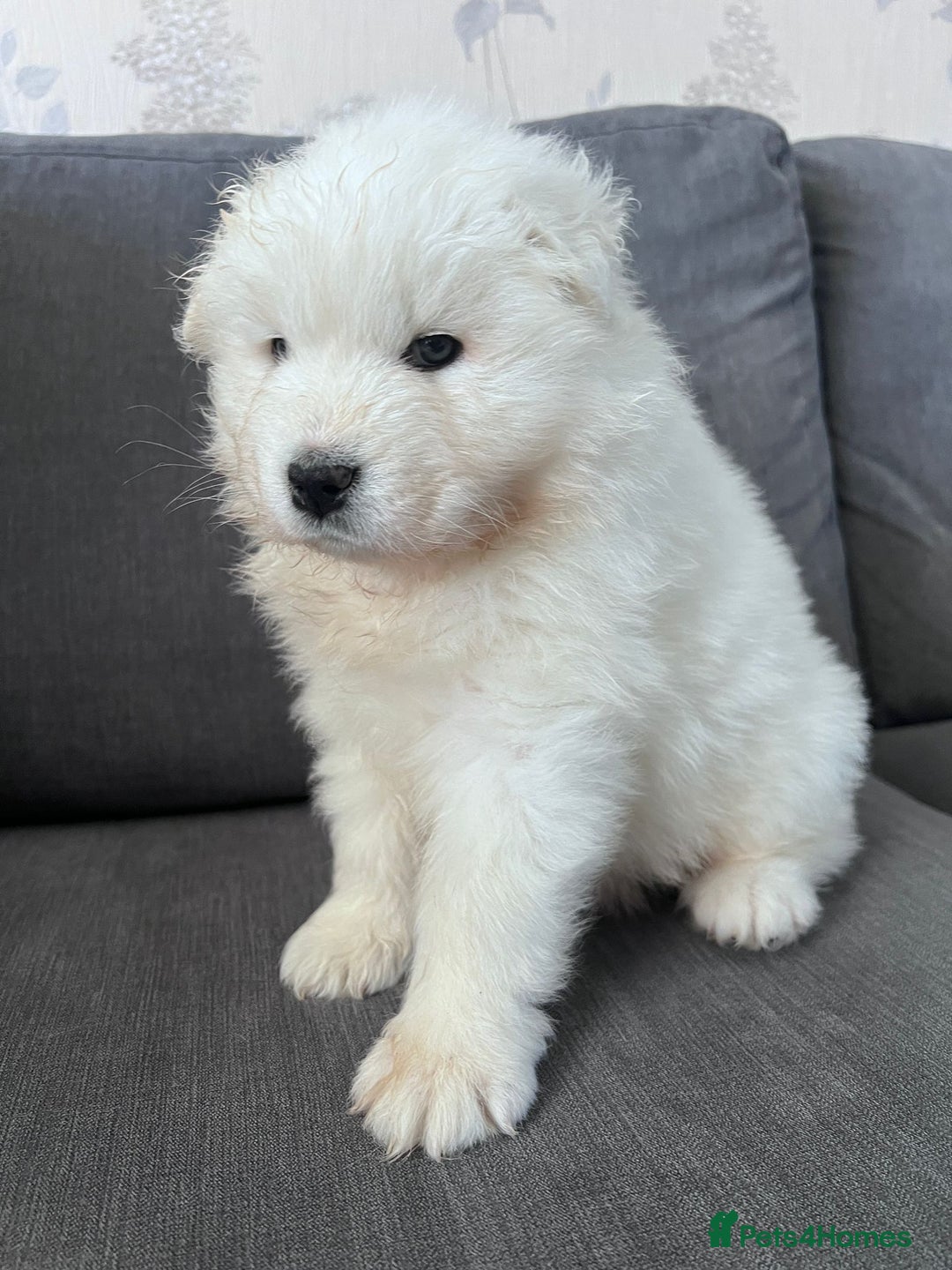 Samoyed dogs for sale: Samoyed puppies - gorgeous white bundle of joy! - Advert 12