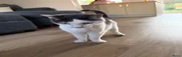 Domestic Shorthair cats for sale: Hendrix-12 Year old Male-Looking for a Quiet Home  - Advert 3