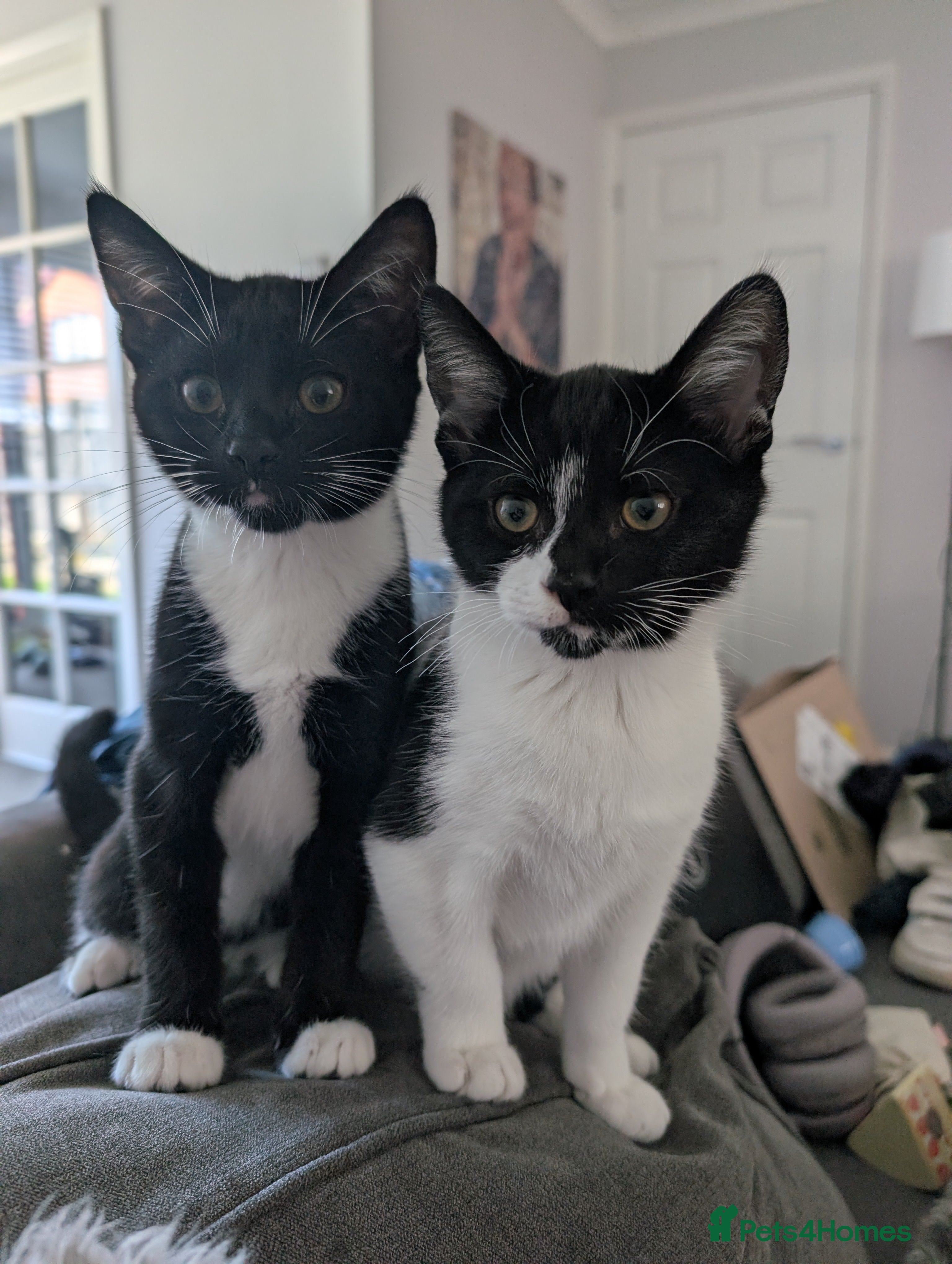 Mixed Breed cats 2 x Male 7 month old Kittens - Advert 1