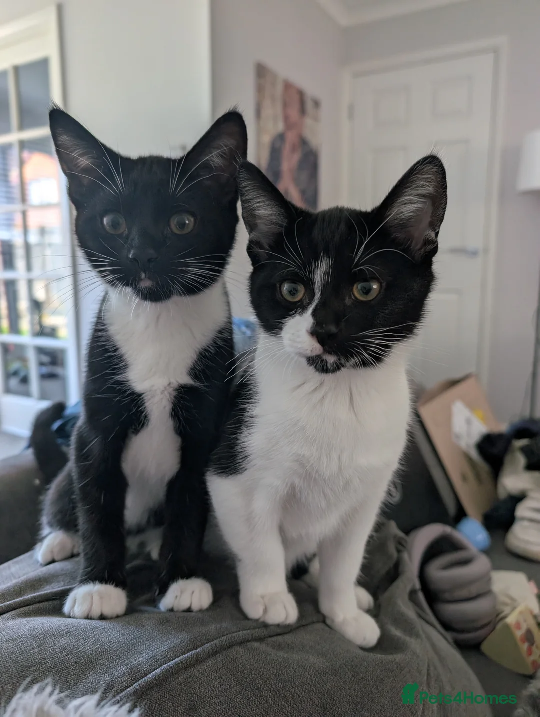 Mixed Breed cats for sale: 2 x Male 7 month old Kittens - Advert 1
