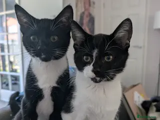 Mixed Breed cats 2 x Male 7 month old Kittens - Advert 1