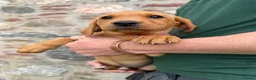 Labrador Retriever dogs for sale: *Ready Now* Labrador Puppies For Sale  - Advert 6