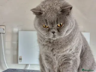 British Shorthair cats British Shorthair blue girl - Advert 14