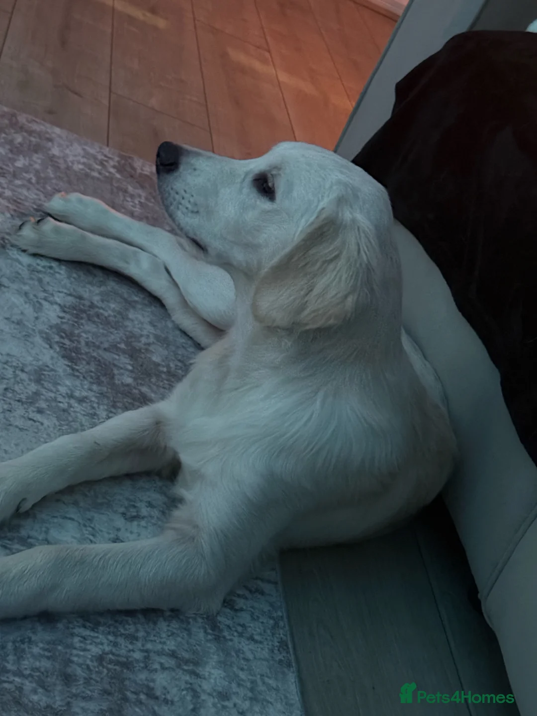 Golden Retriever dogs for sale: 6 month old, Male golden retriever  - Advert 8