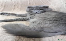 Scottish Fold cats for adoption: RAMA -MIX  SCOTTISH FOLD/BRITISH LONG HAIR BOY   - Image 1