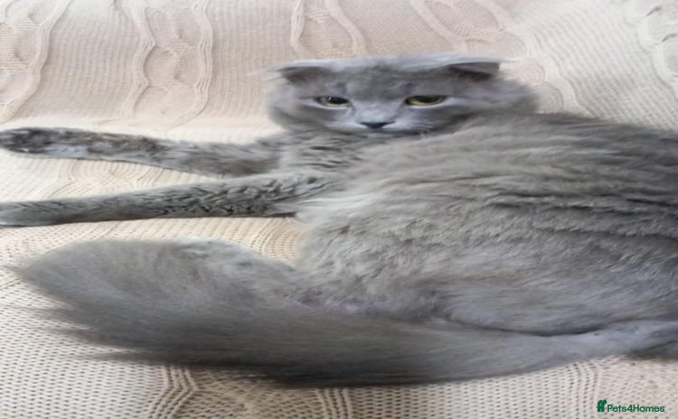 Scottish Fold cats - Advert 1