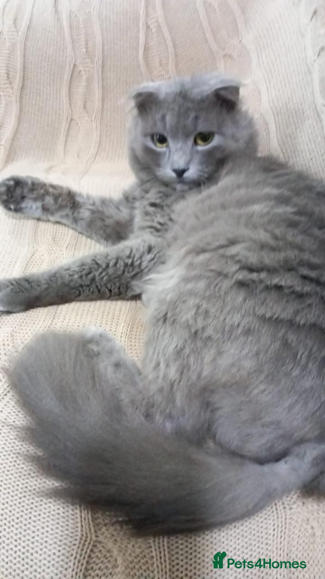 Scottish Fold cats for adoption: RAMA -MIX  SCOTTISH FOLD/BRITISH LONG HAIR BOY   - Image 1