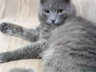 Scottish Fold cats - Advert 28