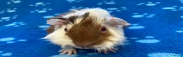 Guinea Pig rodents for sale: Baby and young adult boars - Advert 3