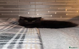 Norwegian Forest Cat cats for sale: Kittens - Advert 3