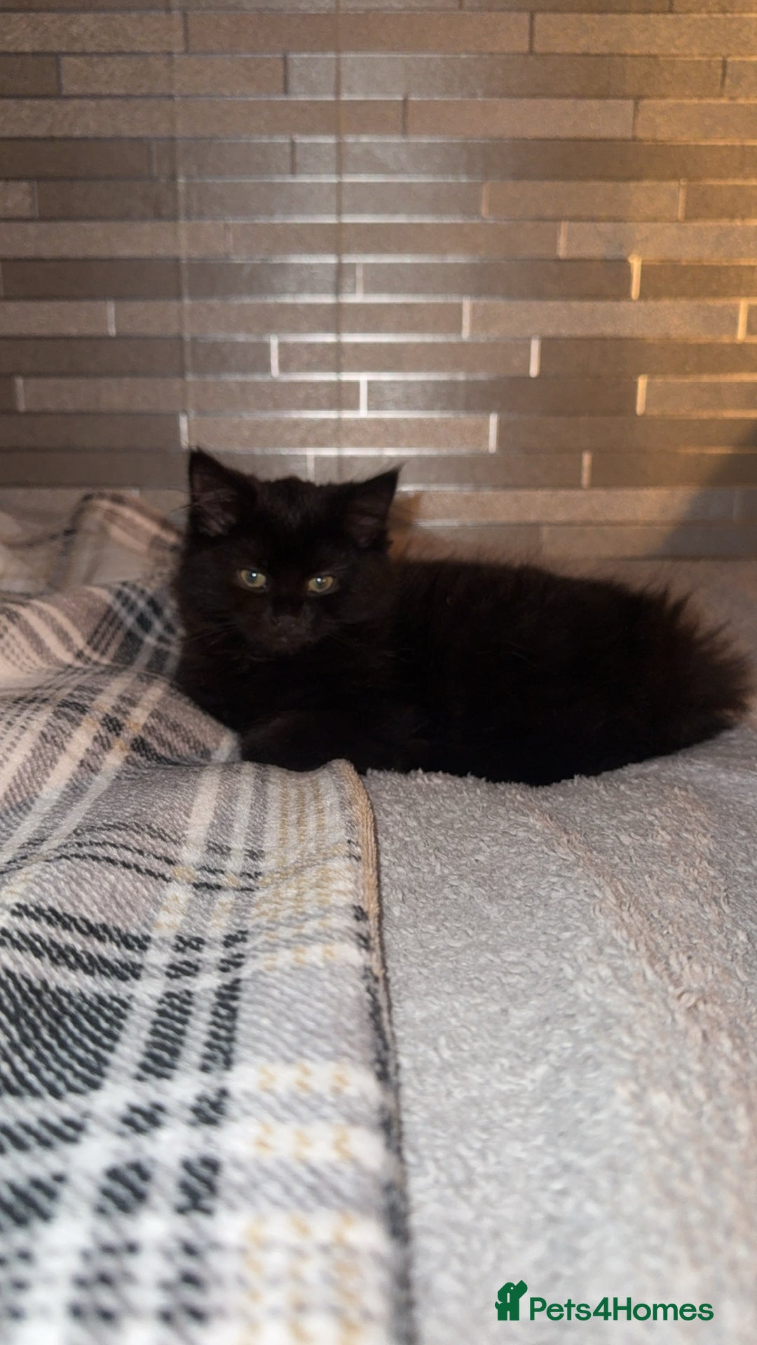 Norwegian Forest Cat cats for sale: Kittens - Advert 3