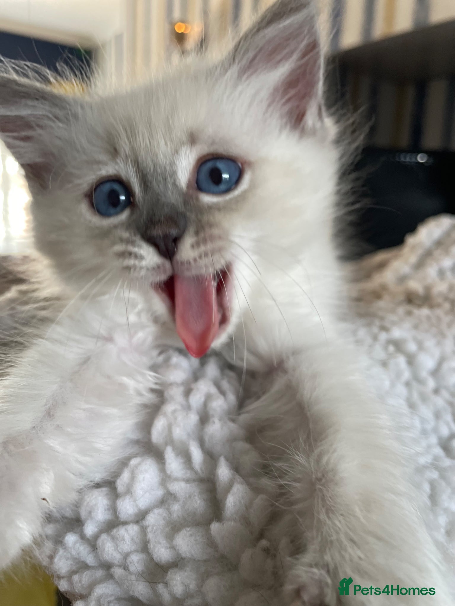 Ragdoll cats 🌸 Beautiful ragdoll babies 🌸 - Advert 1