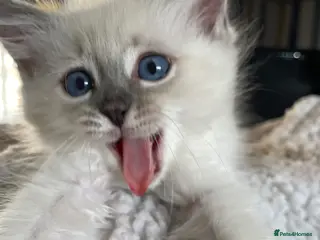 Ragdoll cats 🌸 Beautiful ragdoll babies 🌸 - Advert 12