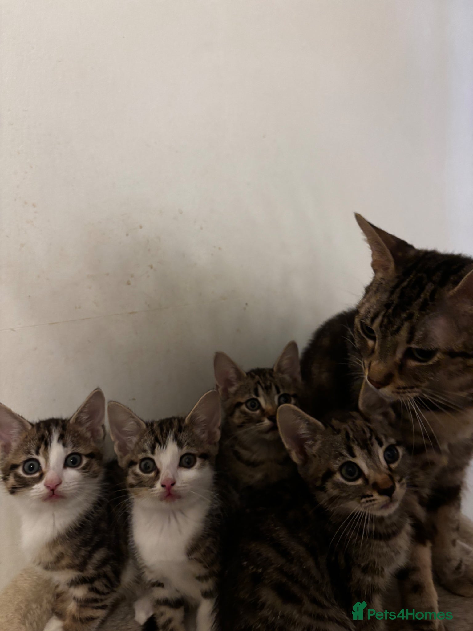 Mixed Breed cats Kittens for sale asap - Advert 2