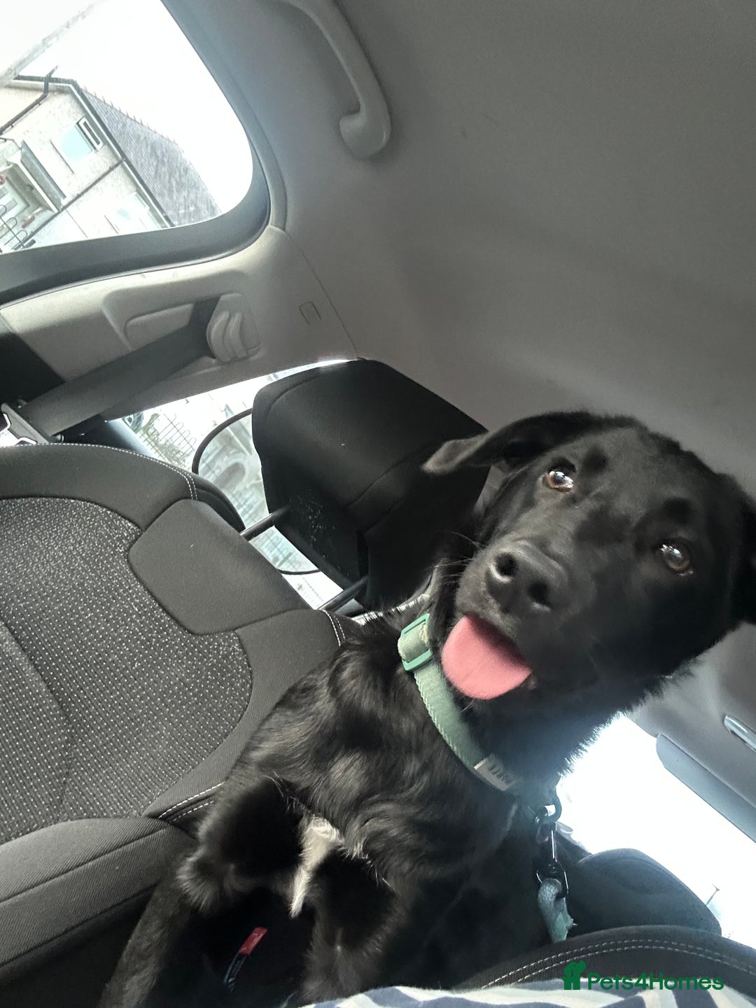 Borador dogs for sale: Beautiful Labrador/collie pup - Image 7