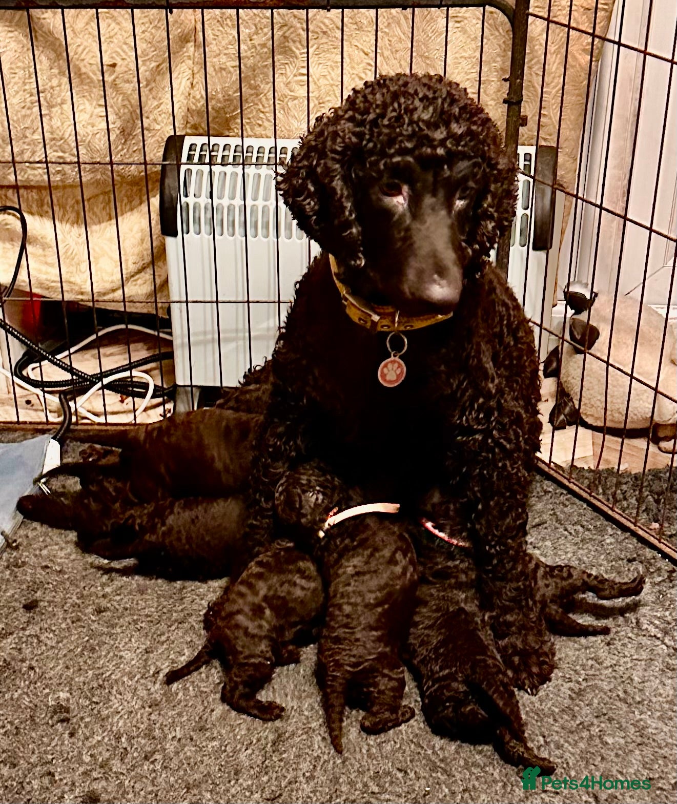 Irish Water Spaniel dogs Irish Water Spaniel Litter - Advert 1