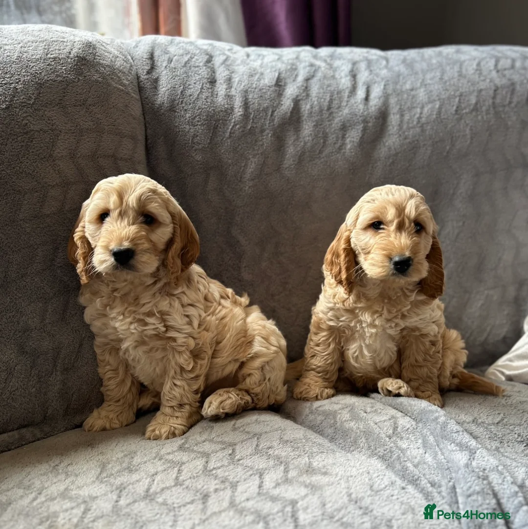 Cockapoo dogs for sale: Cockapoo pupies - Advert 2