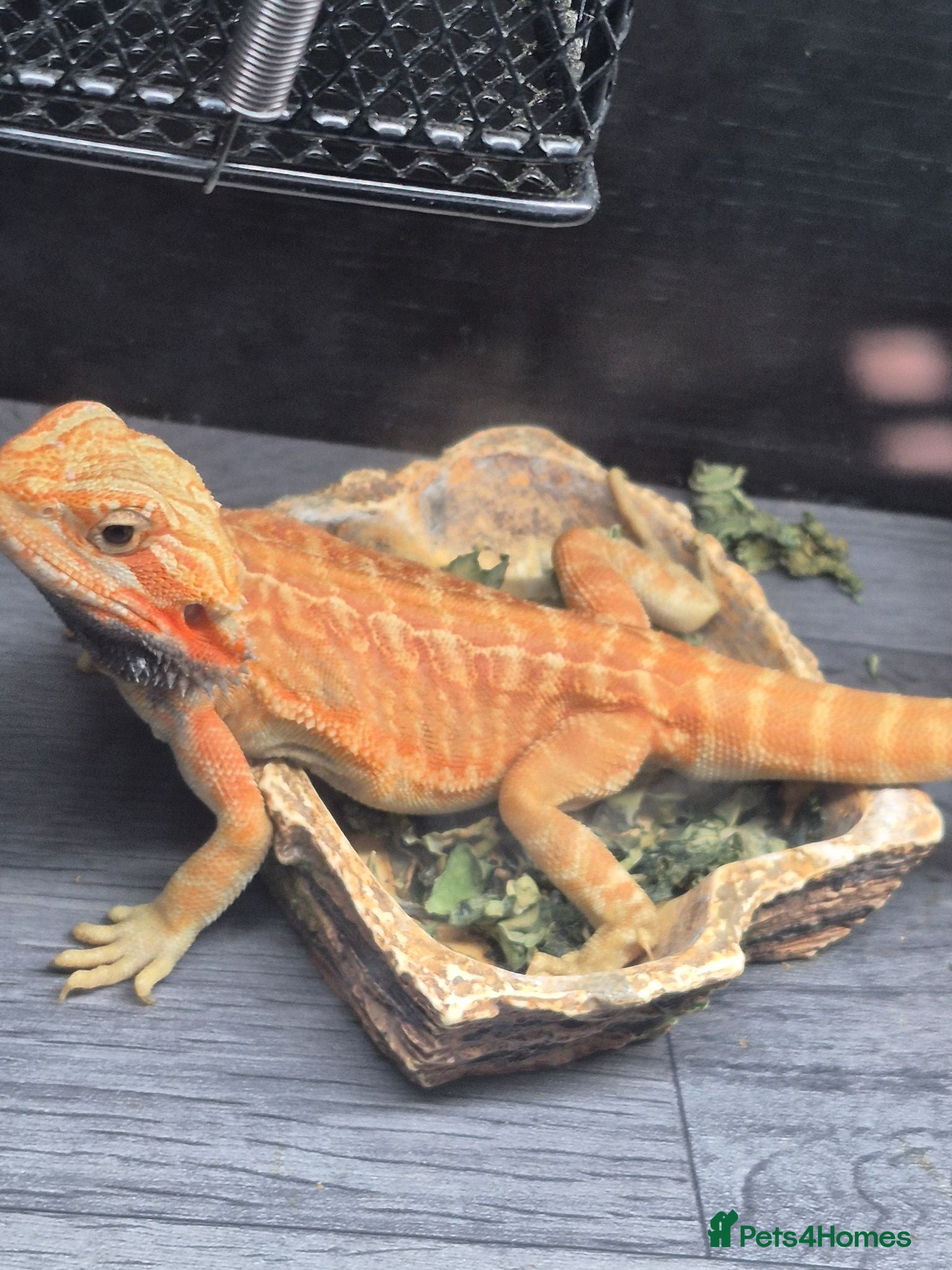 Bearded Dragon reptiles orange hypo trans leatherback bearded dragon - Advert 3
