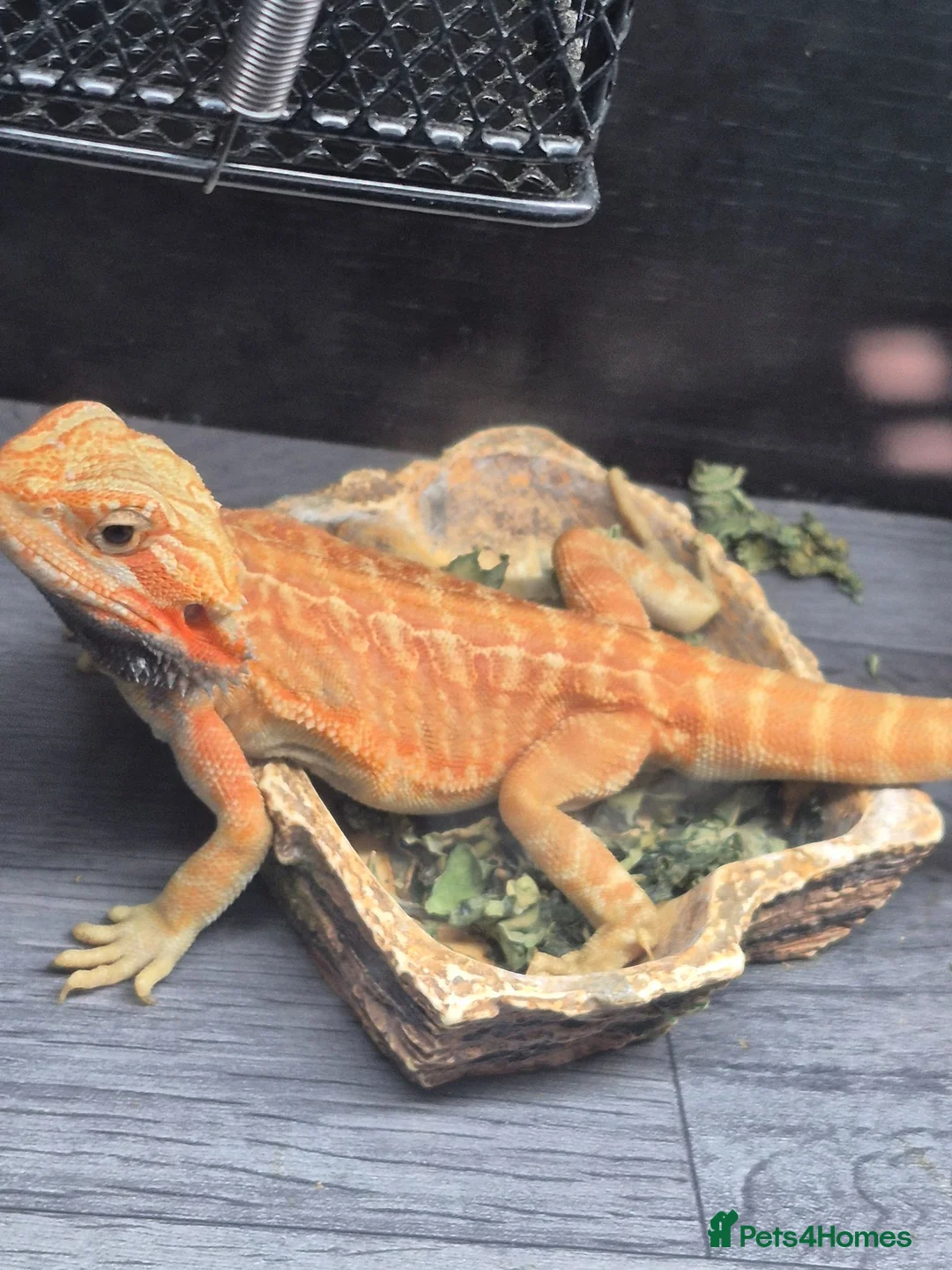 Bearded Dragon reptiles for sale: orange hypo trans leatherback bearded dragon - Advert 1