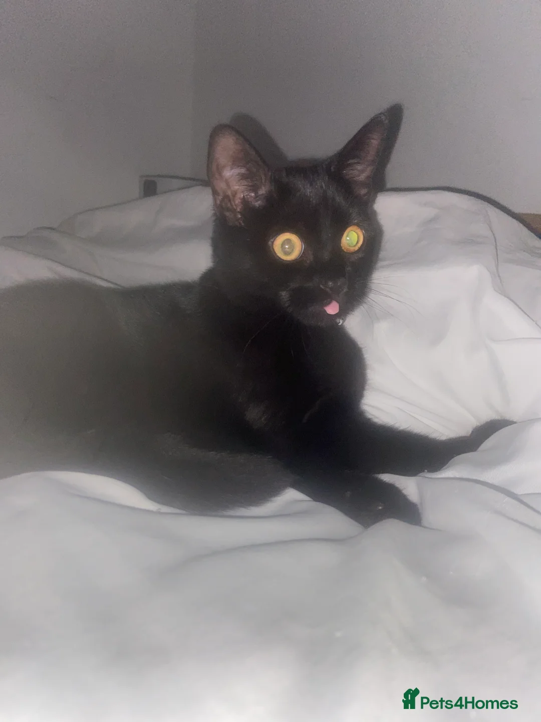 British Shorthair cats for sale: Beautiful Black kitten looking for forever home.  - Advert 3