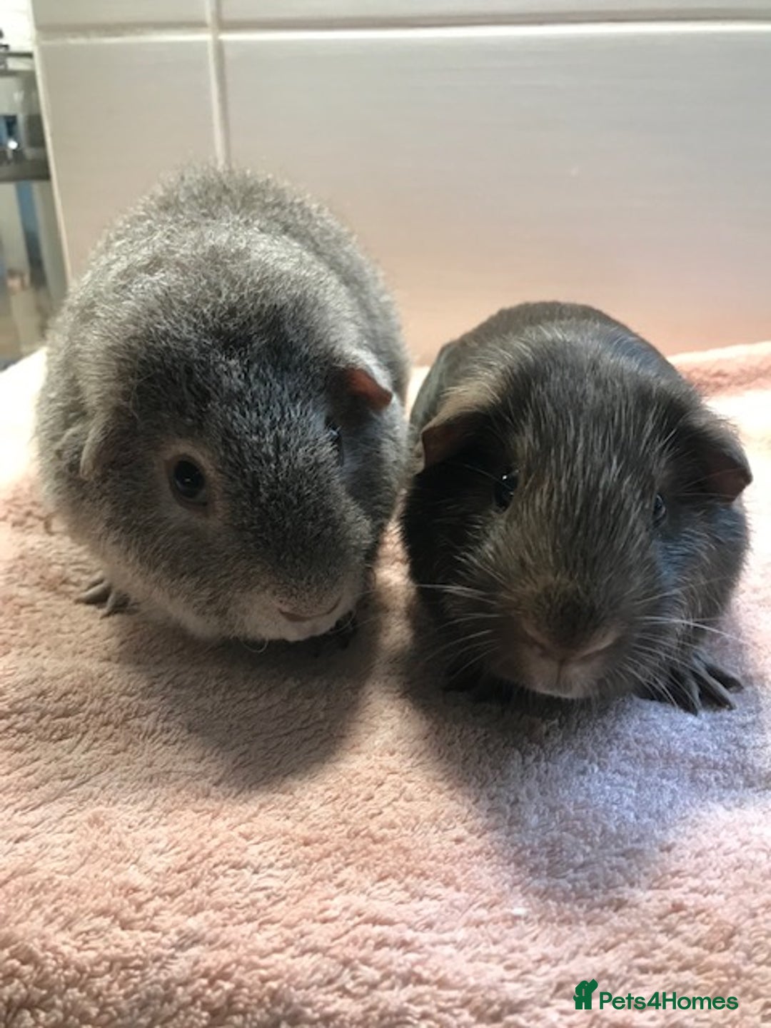 Guinea Pig rodents for sale: Beautiful Pigs - Boars, Sows, Pairs and Single - Advert 9