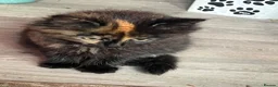 Mixed Breed cats for sale: Super Cute Kitten  in Fordingbridge - Advert 7