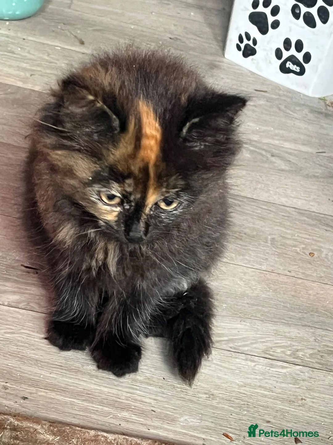 Mixed Breed cats for sale: Super Cute Kitten  in Fordingbridge - Advert 7