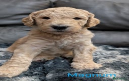 Goldendoodle dogs for sale: Gorgeous Goldendoodles  - Image 6
