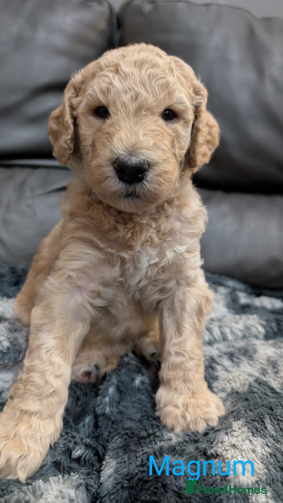 Goldendoodle dogs for sale: Gorgeous Goldendoodles  - Image 6