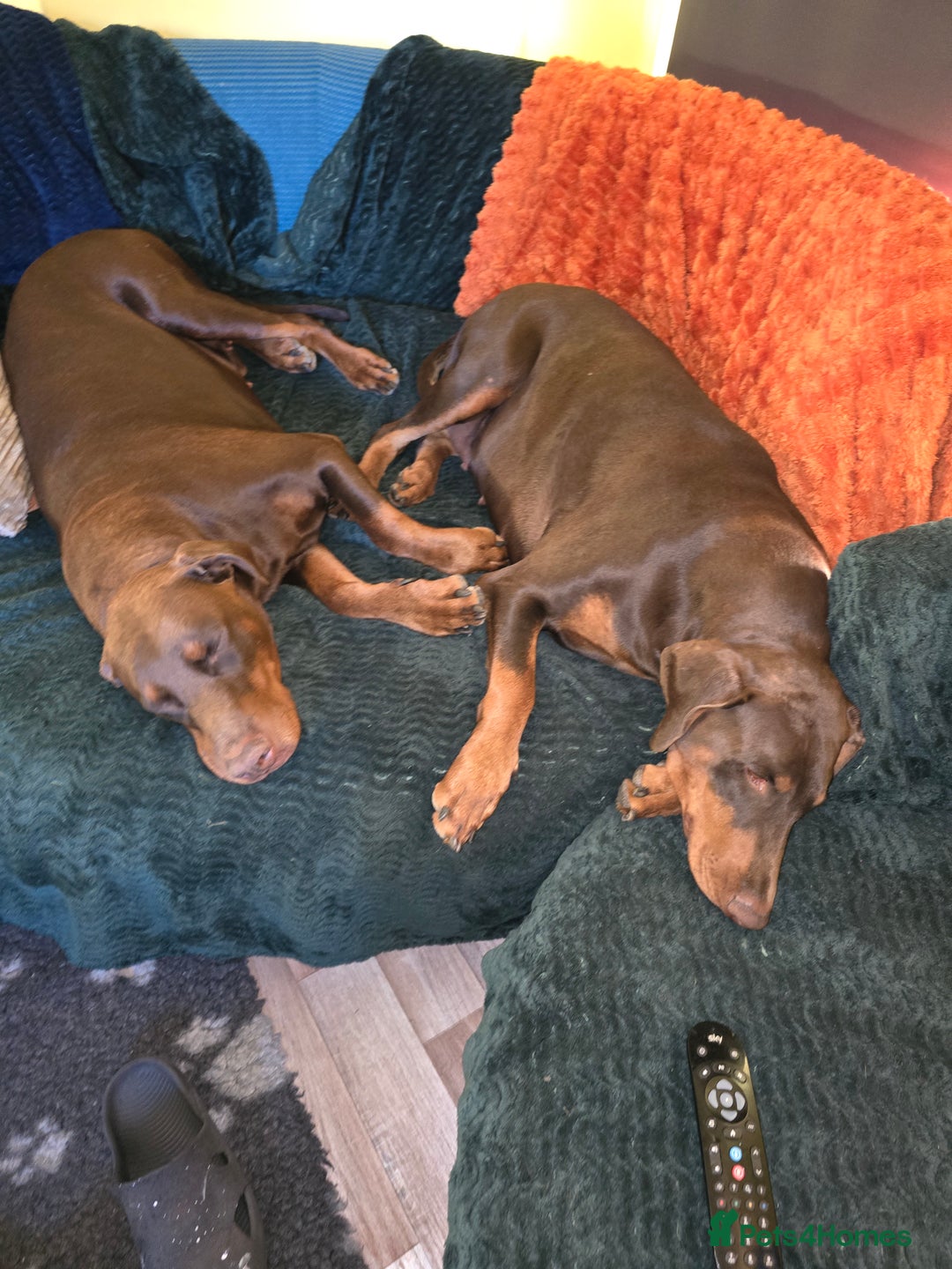 Dobermann dogs for sale: *HEALTH TESTED,HOME REARED,STUNNING DOBERMAN PUPS - Image 26