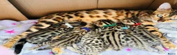 Bengal cats for sale: Amazing Bengal Kittens for sale  - Advert 1