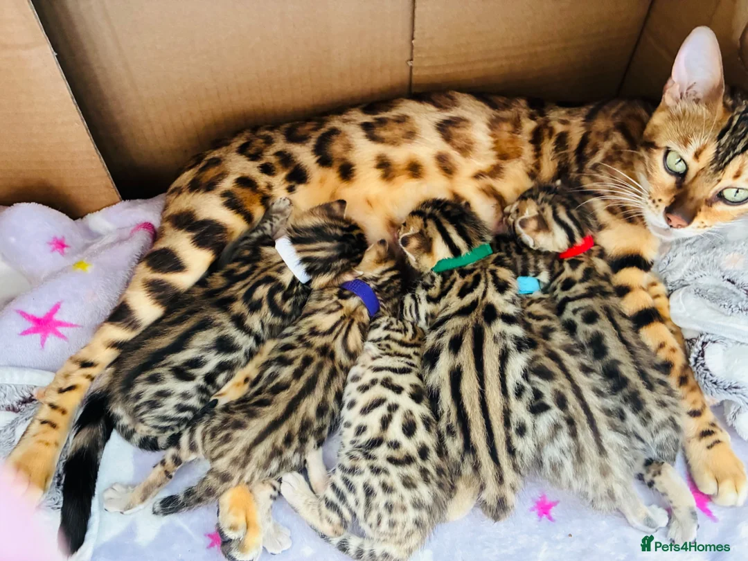 Bengal cats for sale: Amazing Bengal Kittens for sale  - Advert 1