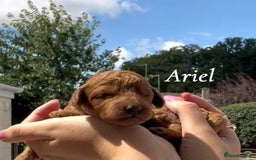 Cockapoo dogs for sale: Gorgeous F2B Cockapoos - Image 2