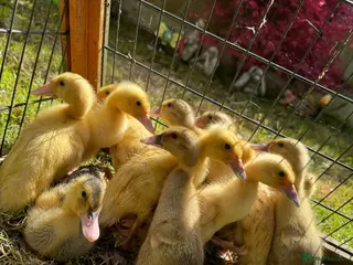 Ducks poultry for sale: Indian Runner Ducklings - Advert 2