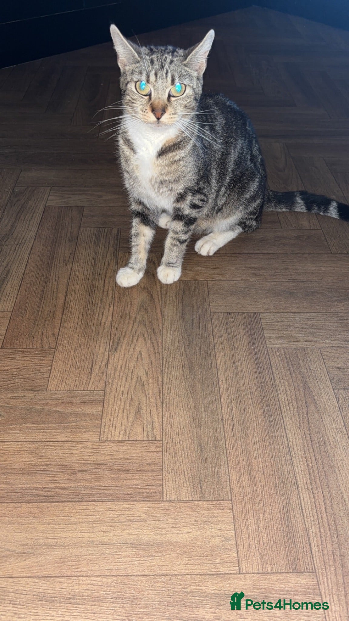 Mixed Breed cats 4 beautiful kittens  - Advert 4