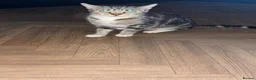 Mixed Breed cats for sale: 4 beautiful kittens  - Advert 1