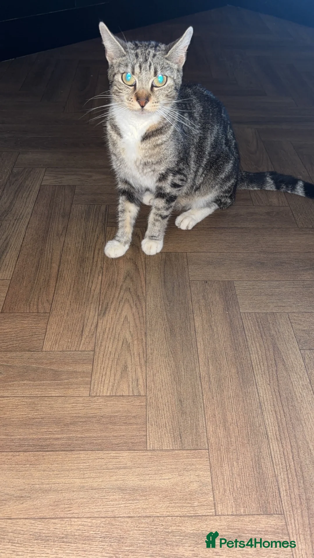 Mixed Breed cats for sale: 4 beautiful kittens  - Advert 1