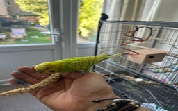Budgerigars birds for sale: Male and Female - Image 3