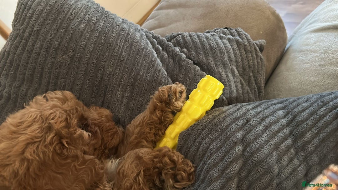 Cavapoo dogs for sale: 6 month old cavapoo (Cora) - Image 4