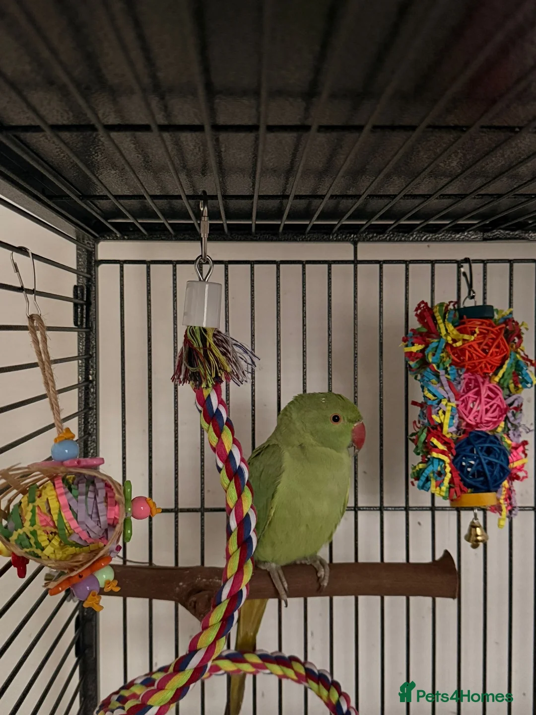 Ringnecks birds for sale: Indian ring neck  in Watford - Advert 1