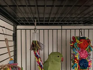 Ringnecks birds Indian ring neck in Watford - Advert 1