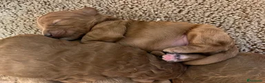 Cavapoo 3