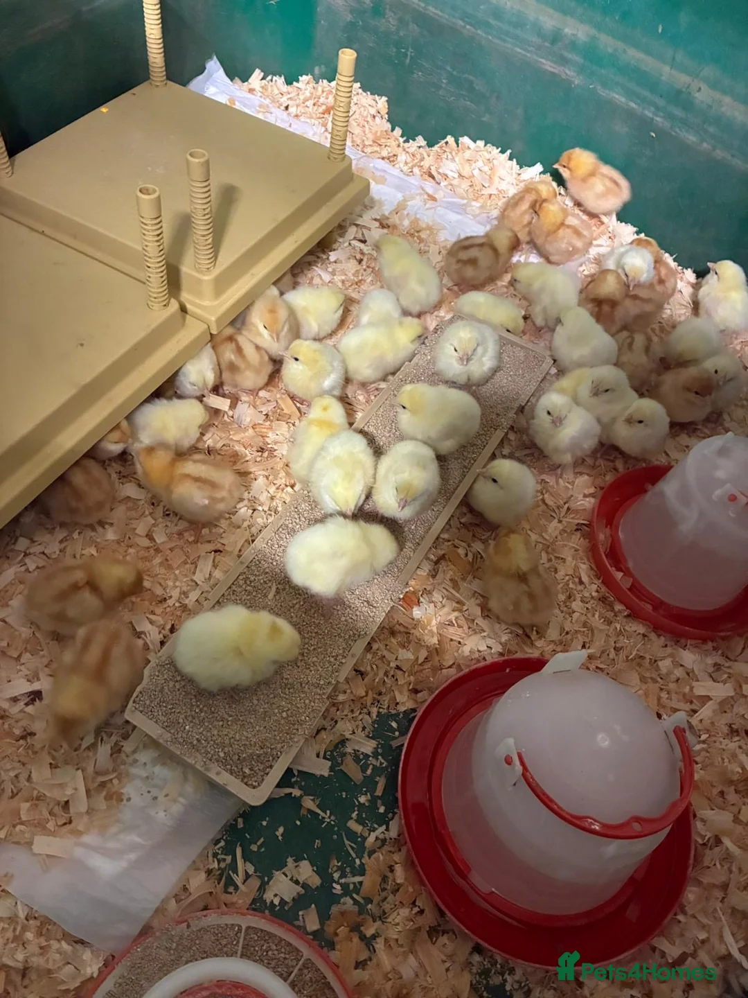 Chickens poultry for sale: Female day old chicks available  - Advert 1