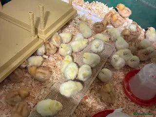 Chickens poultry Female day old chicks available - Advert 1